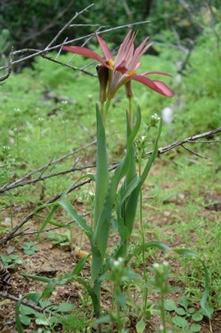 Moraea ciliata
